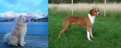 Samoyed vs Hygenhund - Breed Comparison