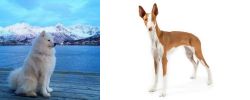 Samoyed vs Ibizan Hound - Breed Comparison