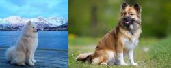Samoyed vs Icelandic Sheepdog - Breed Comparison