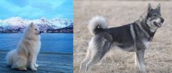 Samoyed vs Jamthund - Breed Comparison