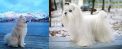 Samoyed vs Maltese - Breed Comparison