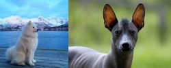 Samoyed vs Mexican Hairless - Breed Comparison