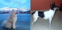 Samoyed vs Miniature Fox Terrier - Breed Comparison