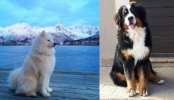 Samoyed vs Mountain Burmese - Breed Comparison