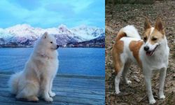Samoyed vs Norrbottenspets - Breed Comparison