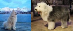 Samoyed vs Old English Sheepdog - Breed Comparison