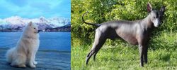 Samoyed vs Peruvian Hairless - Breed Comparison