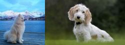 Samoyed vs Petit Basset Griffon Vendeen - Breed Comparison