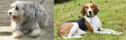 Sapsali vs American English Coonhound - Breed Comparison