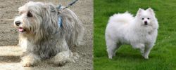 Sapsali vs American Eskimo Dog - Breed Comparison