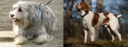Sapsali vs Brittany - Breed Comparison