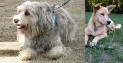 Sapsali vs Carolina Dog - Breed Comparison