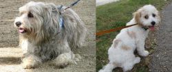 Sapsali vs Cavachon - Breed Comparison
