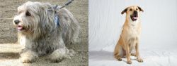 Sapsali vs Chinook - Breed Comparison