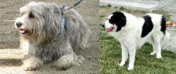 Sapsali vs Ciobanesc de Bucovina - Breed Comparison