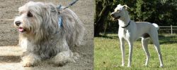 Sapsali vs Cretan Hound - Breed Comparison