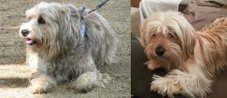 Sapsali vs Cyprus Poodle - Breed Comparison