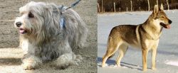 Sapsali vs Czechoslovakian Wolfdog - Breed Comparison