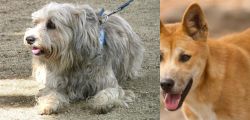 Sapsali vs Dingo - Breed Comparison