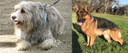 Sapsali vs German Shepherd - Breed Comparison