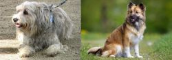 Sapsali vs Icelandic Sheepdog - Breed Comparison