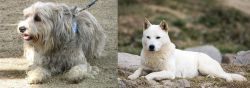 Sapsali vs Jindo - Breed Comparison