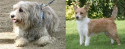 Sapsali vs Portuguese Podengo - Breed Comparison