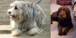 Sapsali vs Pudelpointer - Breed Comparison