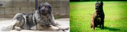Sarplaninac vs Bandog - Breed Comparison