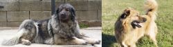 Sarplaninac vs Basque Shepherd - Breed Comparison