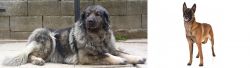 Sarplaninac vs Belgian Shepherd Dog (Malinois) - Breed Comparison