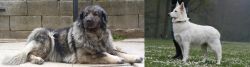 Sarplaninac vs Berger Blanc Suisse - Breed Comparison