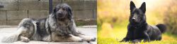 Sarplaninac vs Black Norwegian Elkhound - Breed Comparison