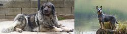 Sarplaninac vs Blue Healer - Breed Comparison
