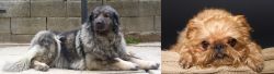 Sarplaninac vs Brug - Breed Comparison