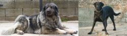 Sarplaninac vs Cao de Castro Laboreiro - Breed Comparison