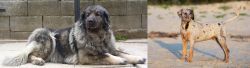 Sarplaninac vs Catahoula Cur - Breed Comparison