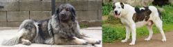 Sarplaninac vs Central Asian Shepherd - Breed Comparison