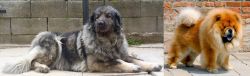 Sarplaninac vs Chow Chow - Breed Comparison