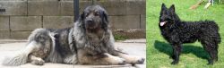 Sarplaninac vs Croatian Sheepdog - Breed Comparison