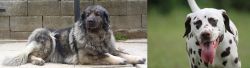 Sarplaninac vs Dalmatian - Breed Comparison