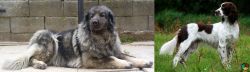 Sarplaninac vs French Spaniel - Breed Comparison
