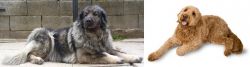 Sarplaninac vs Golden Doodle - Breed Comparison