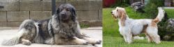 Sarplaninac vs Grand Griffon Vendeen - Breed Comparison