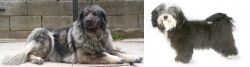 Sarplaninac vs Havanese - Breed Comparison