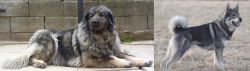 Sarplaninac vs Jamthund - Breed Comparison