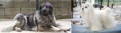 Sarplaninac vs Maltese - Breed Comparison