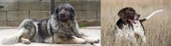 Sarplaninac vs Old Danish Pointer - Breed Comparison