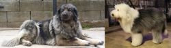 Sarplaninac vs Old English Sheepdog - Breed Comparison