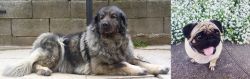 Sarplaninac vs Pug - Breed Comparison